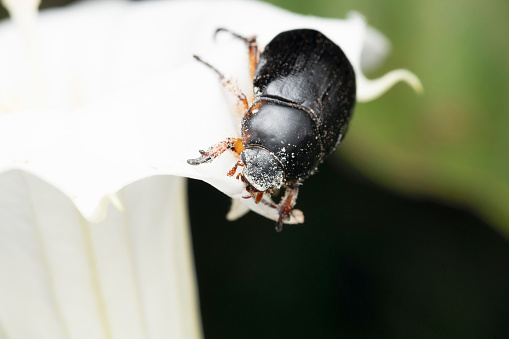 Black lawn beetle eating and pollinating datura flower, Heteronychus arator, Satara, Maharashtra, India