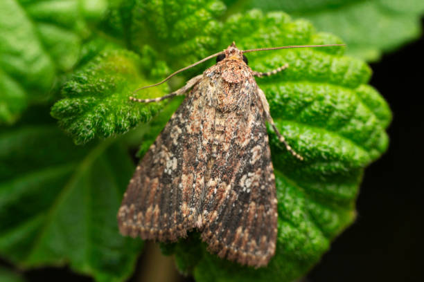 istock Cabbage moth, Amyna virbioides, Satara, Maharashtra, India 1664945094
