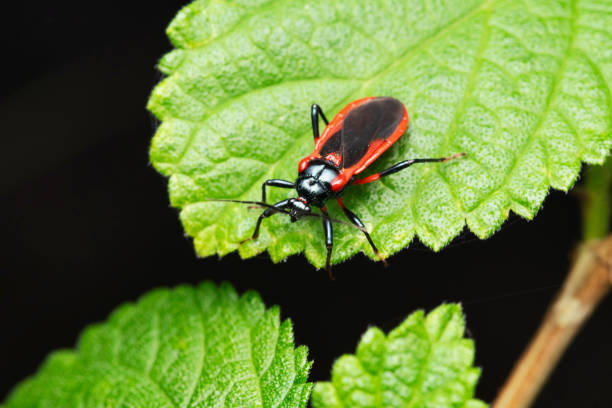 Free Stock Photo of Red and Black Bug on Leaf Close Up | Download Free ...