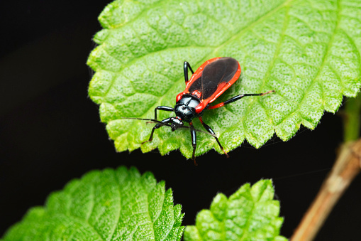 Red-black assasin bug, Zelus longipes, Satara, Maharashtra, India