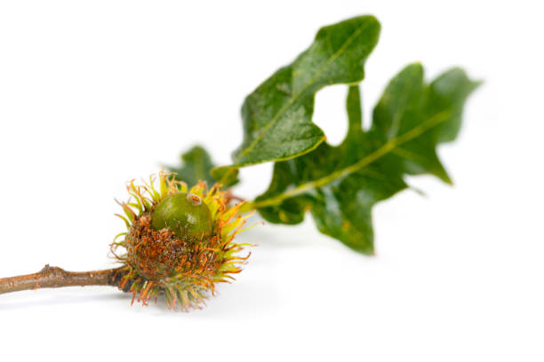 istock Acorns and Oak Leaves 1664955188
