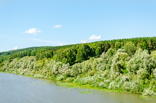 Landscape. Dense green forest on a hill on the shore of a shallow river against the blue sky on a clear summer day