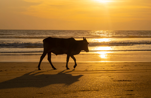 Holy Indian Cow walking along sandy coastline during warm summer evening in South Goa, Agonda