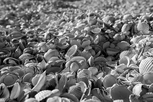 Lots of small seashells close up. Selective focus. Black and white photo.