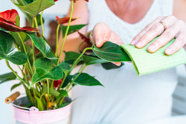 istock Anthurium flower care, flowering, growth at home 1664991749