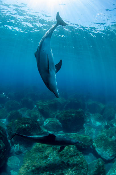 istock Two wild dolphins playing in the water 1664999832