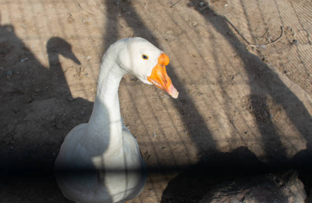 istock white goose poultry, domestic birds 1665003057