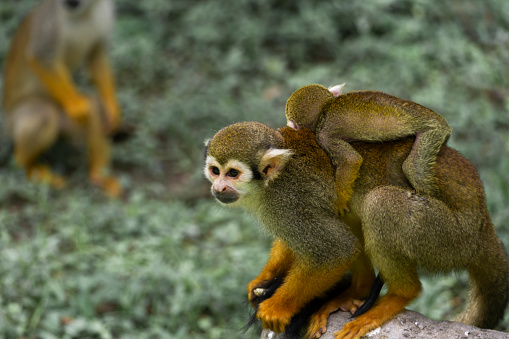 squirrel monkey