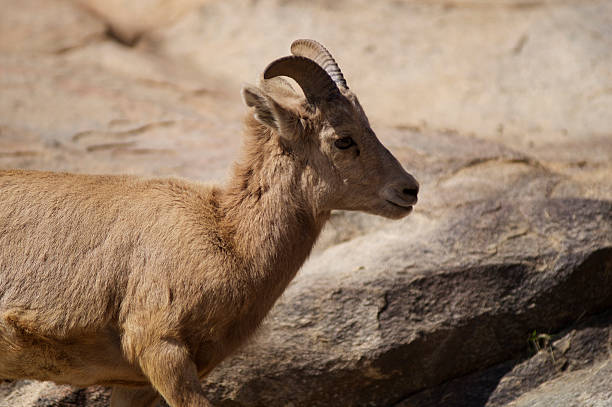 istock Baby big horned sheep on a mountain side 166502234