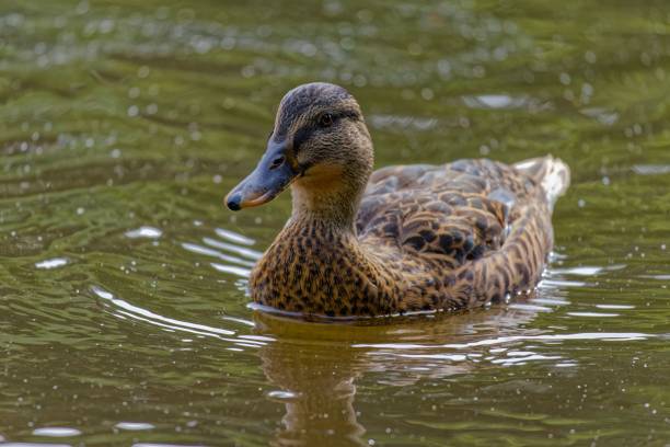 istock Beautiful duck floating in a tranquil pond with a long beak 1665053709