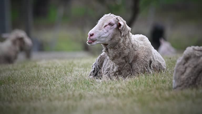 Merino Sheep out in the paddock