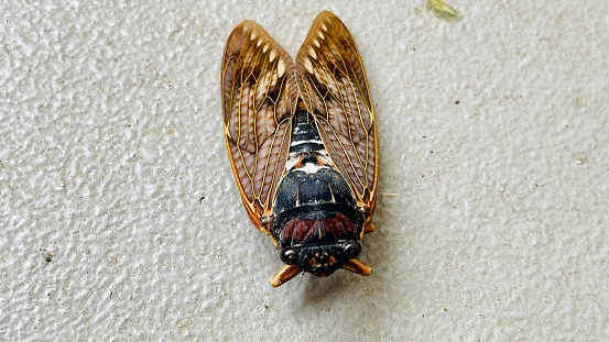 Cicada with open wings on white paper
