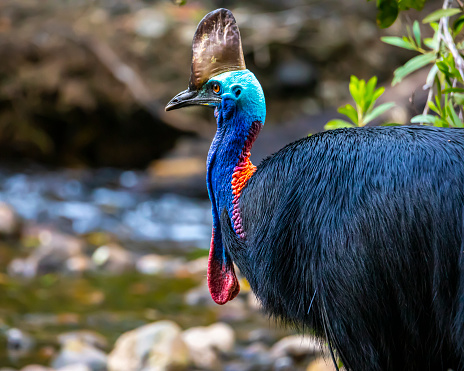 mighty southern cassowary seen up close in daintree rainforest national park in queensland, australia, near cairns, large colorful flightless bird, symbol of daintree