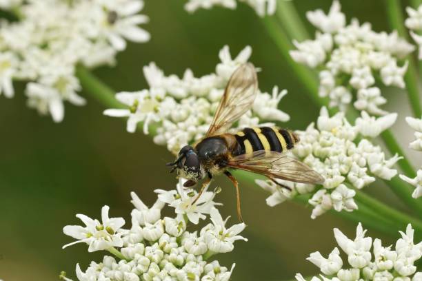 istock Closeup on a wasp mimic hoverfly, Megasyrphus erraticus on white Hogweed , Heracleum sphondylium 1665075727