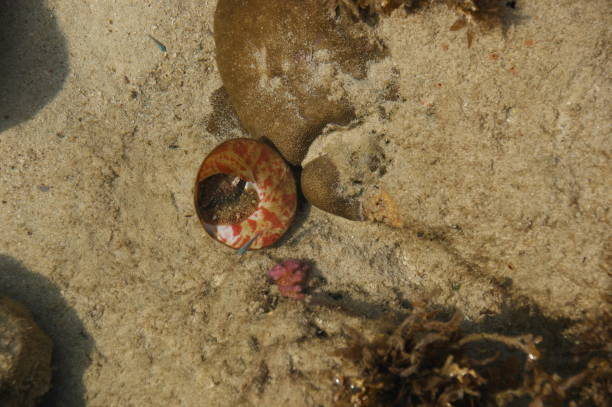 istock seashell under water. A small blue fish swims close to a shell. under water background 1665075733