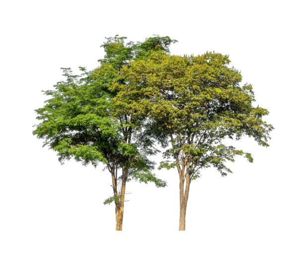 istock Trees that are isolated on a white background are suitable for both printing and web pages 1665079544