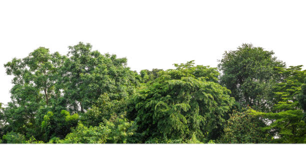 istock Green Trees isolated on white background. are Forest and foliage in summer for both printing and web pages 1665079717