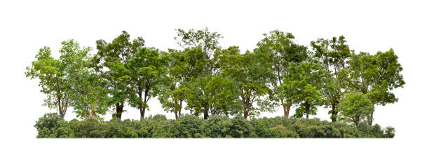 istock Green trees isolated on white background forest and summer foliage for both print and web with cut path and alpha channel 1665080083