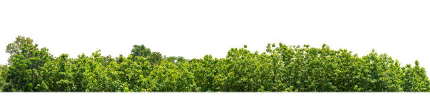 istock Green Trees isolated on white background. are Forest and foliage in summer for both printing and web pages 1665081121