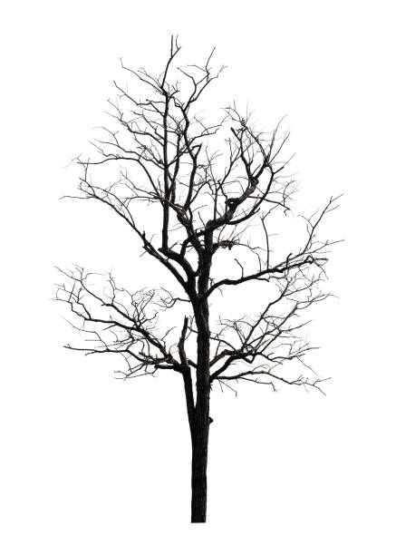 istock dead tree that are isolated on a white background are suitable for both printing and web pages 1665082769