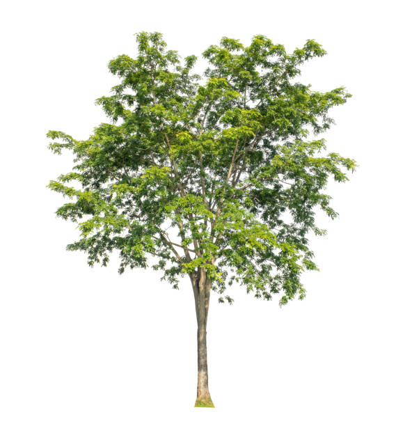 istock Tree that are isolated on a white background are suitable for both printing and web pages 1665082784