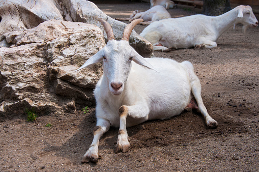 White goats resting on the ground. Kocaeli, Turkey. 07/04/2020