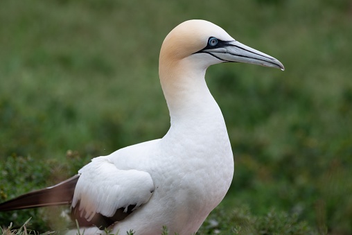 A closeup of a Northern gannet perched on green grass