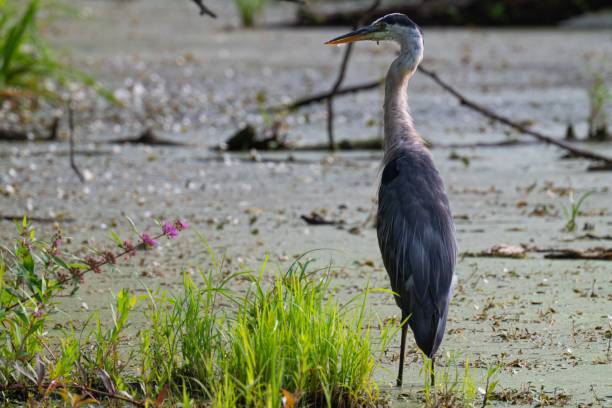istock Closeup of a blue heron standing in a grassy marshland 1665087162