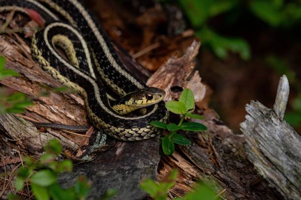 istock a snake crawling on a branch with leaves in its mouth 1665087711