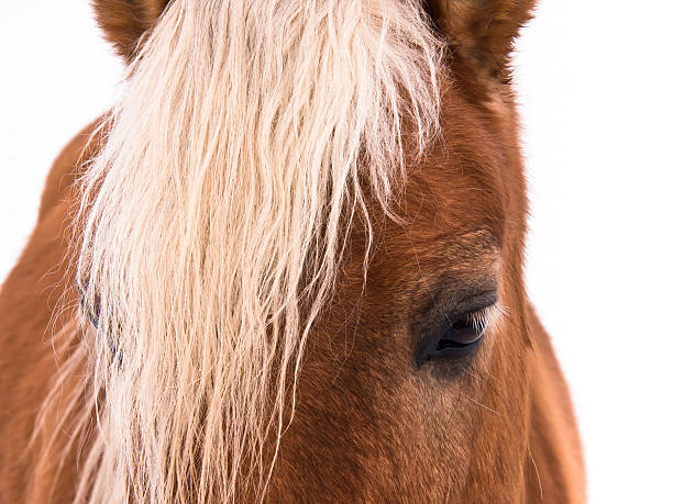 istock horse detail head and eye 166508925