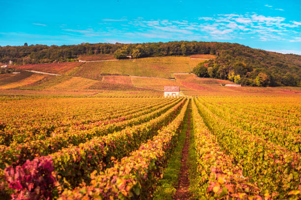 chateau con viñedos en la temporada de otoño, borgoña, francia - cote dor fotografías e imágenes de stock