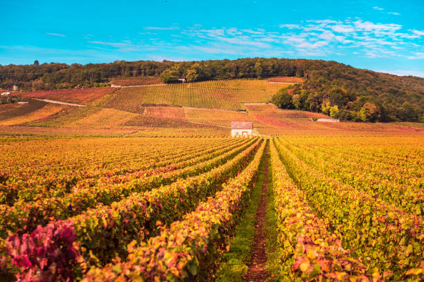 zamek z winnicami w sezonie jesiennym, burgundia, francja - côte d'or zdjęcia i obrazy z banku zdjęć