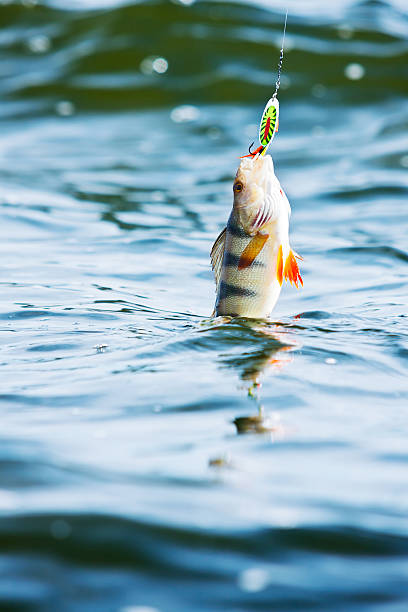 istock northern bass hooked on jig 166510207