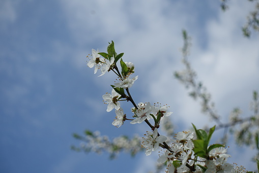 Twiggy branch of blossoming plum tree against blue sky in April