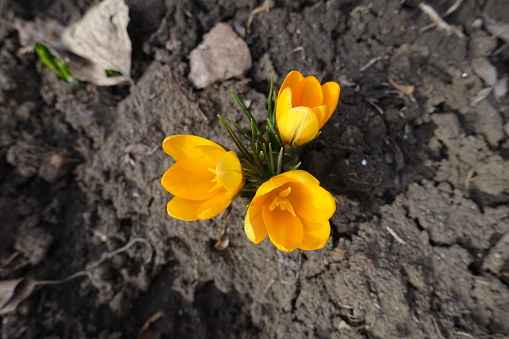 3 amber yellow flowers of Crocus chrysanthus from above in mid February