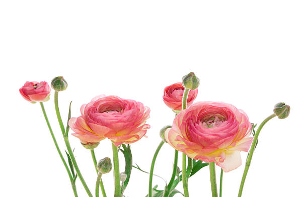 Yellow and pink buttecups. Buttercups isolated on whie background. buttercup family stock pictures, royalty-free photos & images