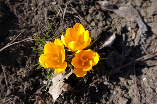 Bunch of three amber yellow flowers of Crocus chrysanthus in February