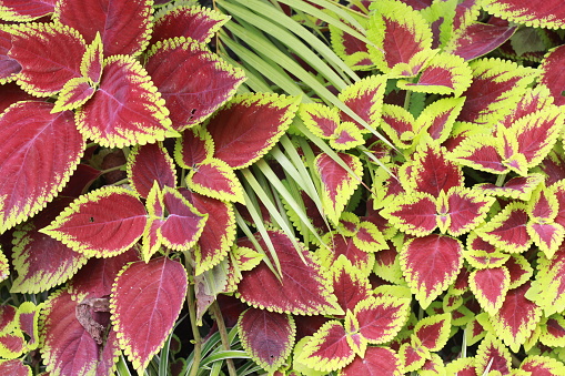 Plectranthus scutellarioides, coleus or Miyana or Miana leaves or in latin Coleus Scutellaricides, is a species of flowering plant in the family of Lamiaceae and one of a traditional herbs remedies