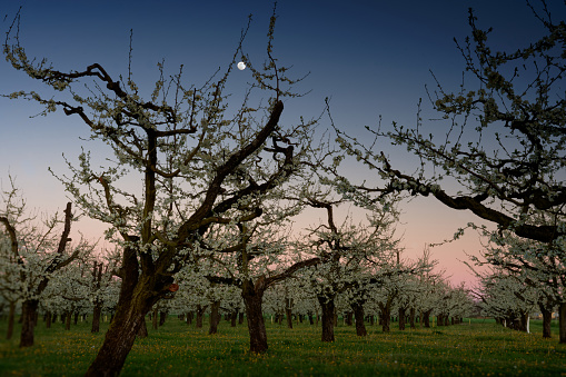 Photo of a plum field at dusk in Dordogne