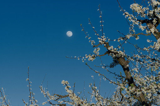 Photo of a plum blossom in the moonlight in dordogne