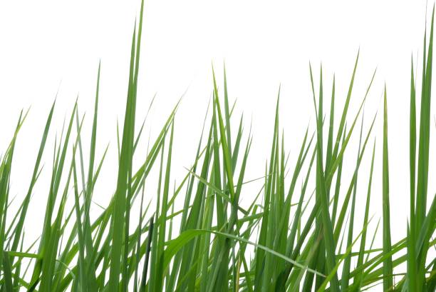 istock Rice leaves on white isolated background for green foliage backdrop 1665119323