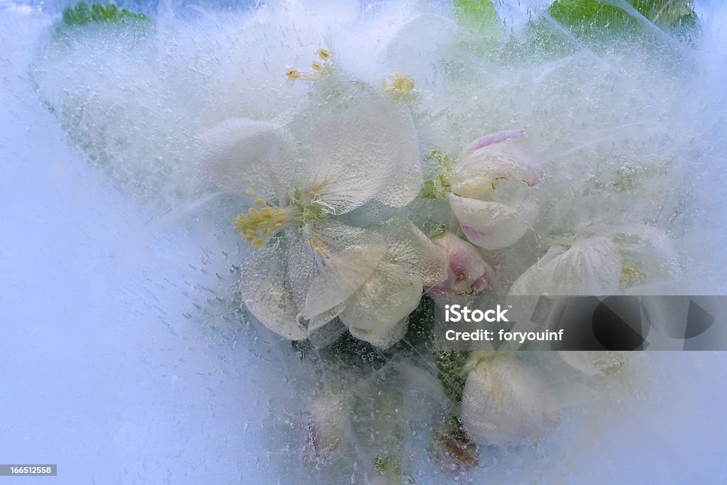 apple цветок в замороженном виде - Стоковые фото Иней - Замёрзшая вода роялти-фри