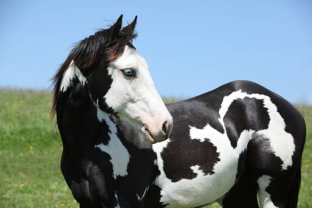 Paint horse stallion stock photo