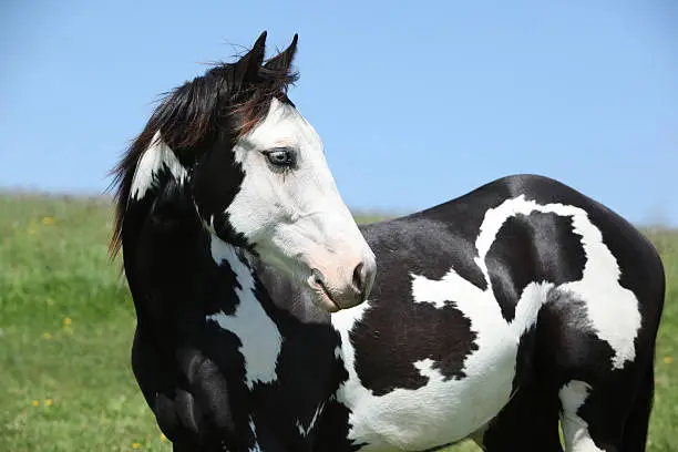 Young stallion of paint horse