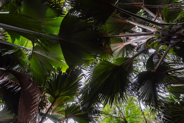 istock Coco de mer palm trees, Lodoicea. Vallee de Mai, Praslin island 1665130501