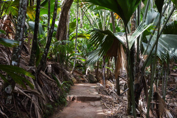 istock A road goes through the palm forest. Natural reserve park Vallee de Mai 1665130524
