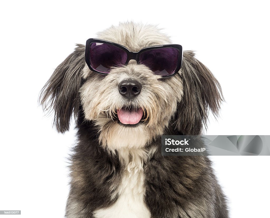 Close-up di un Crossbreed, 4 anni, indossando occhiali da sole - Foto stock royalty-free di Cane