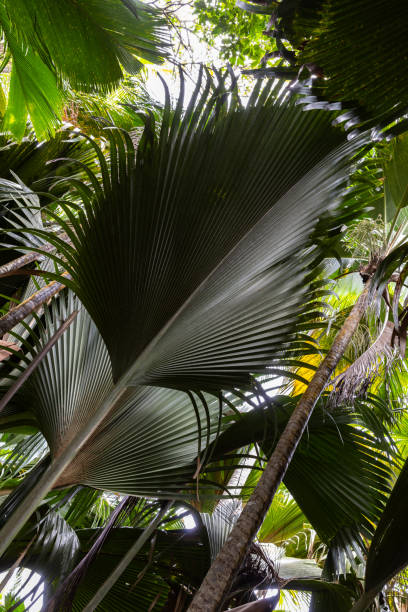 istock Leaves of Coco de mer palm tree, Lodoicea. Vallee de Mai, Seychelles 1665130965