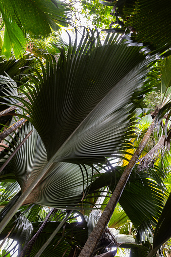 Leaves Of Coco De Mer Palm Tree Lodoicea Vallee De Mai Seychelles Stock ...