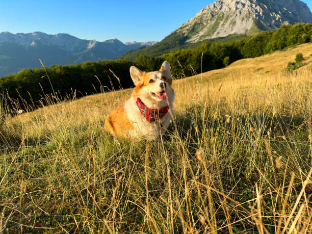 istock Corgi dog is standing in front of the mountains 1665139630